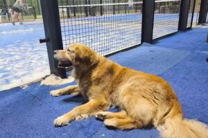 Club de Padel Puerto del Rosario