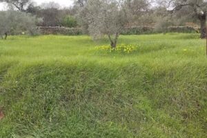 Pista de P&aacute;del