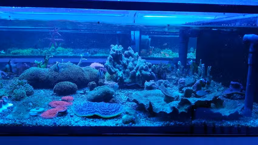 Pista De P&aacute;del