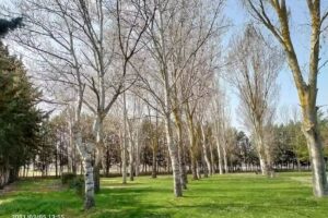 PISTA DE P&Aacute;DEL de Monz&oacute;n de Campos