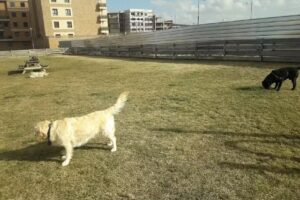 Pistas de Pádel del Ayuntamiento de Soria